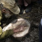 Dance on Land, inkGround, Shinichi Iova-Koga, Dana Iova-Koga